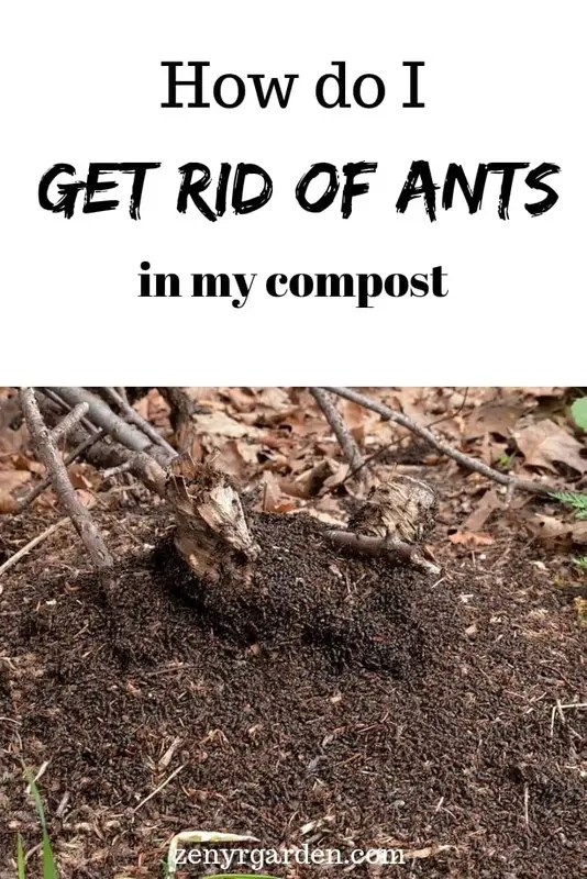 How to Get Rid Of Ants in A Compost Bin